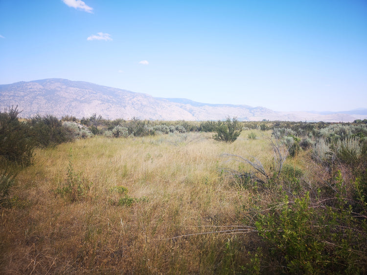 The Rangeland Collection